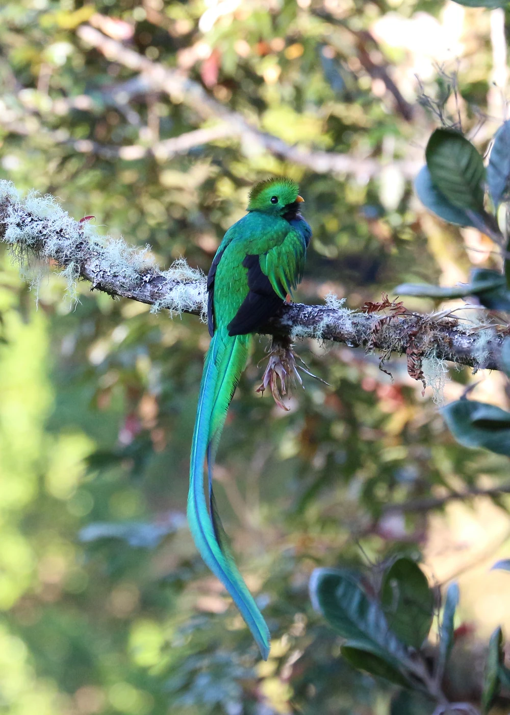 A resplendent quetzal photographed by Bernard Gagnon in Los Quetzales National Park, Costa Rica, on February 5, 2023. This wildlife photograph explains the bird depicted in Guatemala’s arms; it was not taken in Guatemala.